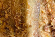 【悲報】サバ缶、アニサキスの巣になってしまう