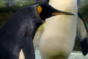 ペンギンの同性カップル、まさかの衝撃行動・・・