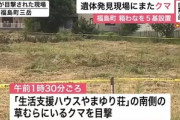【悲報】クマさん､全国で大暴れ