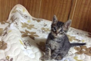 【画像】うちの猫、子猫の頃はあんなにスリムで可愛かったのに、今や…