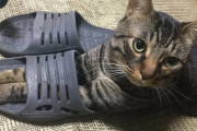 【画像】うちの猫がワイのスリッパを履いて困るんやがどうしたらええねん