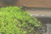 めっちょちっちゃいカエル飼ってるんだけど餌何あげればいいかわからん（※画像あり）