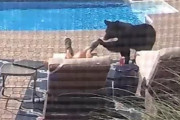 自宅のプールサイドでうたた寝していた住人、クマに優しく足先をつんつんされ起こされる　米