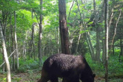 【北海道】牛66頭を襲ったヒグマ「ＯＳＯ１８」駆除ｷﾀ━━━━(ﾟ∀ﾟ)━━━━!!