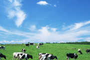 ワイ酪農家、相対的に勝ち組の道を歩き始める
