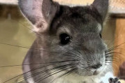 【マジ注意】「可愛さに負けてチンチラを飼ってしまったけど、もう二度と飼わない」　→　想像以上に壮絶な納得の理由だった…「他のペットも◯◯◯で選ぶの大事」