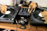 【動画】 DJこねこ【再】