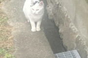 野良猫にナンパされたから着いて行ってみた