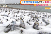 【画像】イワシさん、謎の大量死шшшшшшшшшшшш