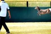韓国人「奈良の高校野球の試合中に鹿が乱入…」→「これは珍しいですね」　韓国の反応
