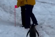 「ペンギンがどれほど忍耐強く紳士的な動物なのか、これを見たらわかる…」イチャイチャするカップルに道を塞がれていたケース