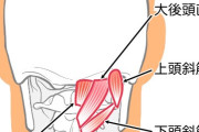 ある特殊なストレス下にある人間は「後頭筋」と呼ばれる大きな筋肉が緊張し、「後頭下筋群」が緩む