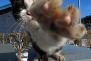 【画像】 猫パンチ！！（爪出てる