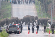 タイの高速道路を堂々と横断する野生のゾウの群れが圧巻！