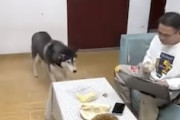 【動画】飼い主にドリアンをもらったハスキーの反応ワロタｗｗｗｗｗ