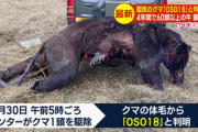 【悲報】66頭以上の牛を襲ったOSO18､既にジビエ料理屋で食べられてて草