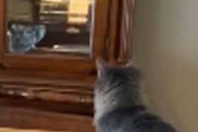 うちのネコが「食器棚」を気にしていた。中には鏡がある → こうなった…