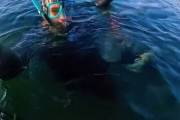 【悲報】ダイバーさん、海獣に引きずり込まれる【動画】