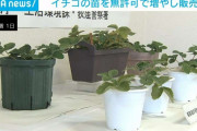 「プチ贅沢ランチをするための小遣い稼ぎだった」イチゴの苗を無許可で増やして販売か 55歳の女性を書類送検