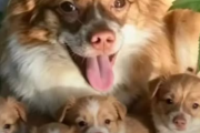 中央日報　野良犬の母犬を焼き殺し子犬も殺害…中国の小学生による動物虐待に世界が憤慨 ［7/29］