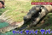 【悲報】狩野英孝さん、ワニに引きずり込まれて死にそうになる