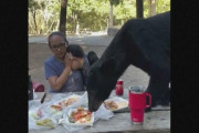 ピクニックにクマが乱入…3人分の弁当(タコス)をペロリと完食し家族と記念撮影