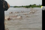 中国最大の洞庭湖の堤防決壊、川の中を牛が群れをなして泳ぐ！