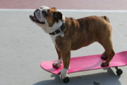 お尻がキュート♡スケボーを上手に乗りこなすワンちゃん♡「彼は犬のようなプロだ」「これが現実だとは信じられない」海外の反応