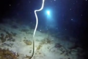【動画】ゴカイの強烈なオーガズム。水中カメラが捉えた自ら破裂する瞬間の映像。