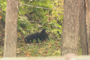 子供ヒグマ2匹を射殺した札幌の公園、大量のヒグマが殺到