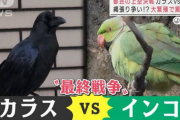 【悲報】カラスの天下、終わってしまう
