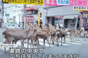 【悲報】奈良の鹿、コロナで餌をくれる観光客が居なくなりやせたかなしい姿に・・・