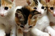 【ねこ画像】4匹のこねこ、お外の三毛猫、みけのリラックスタイム ほか【再】