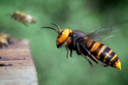 アジア発「殺人スズメバチ」アメリカに上陸しとんでもない事態を引き起こす！？女王蜂が繁殖する前に手を打たなければ生態系のピンチ