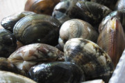 【食品偽装】熊本県産アサリ 「79% → 0%」に…偽装発覚後初の調査で中国産が一気に75%へ