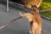 イヌが長い木の枝を運んでいた。前方には車止めがある。引っかかるんだろうな → と思ったら…