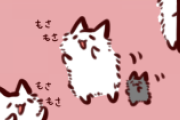 私「なんていうワンちゃんですか？」　('∀`)(ﾟ∀ﾟ)「子ぐまですよ！」　Σ(;ﾟДﾟ)マジでぇ！？