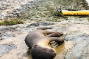 喉に釣り針が刺さった状態で死んだカワウソの子供が発見される　シンガポール