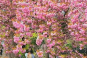 韓国人「韓国在来種の 重桜が満開！仙岩寺が韓国内の代表的な自生地」　韓国の反応