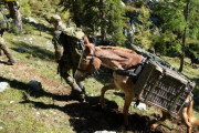 ラバの時代が来るときだ、ドイツ連邦軍の山岳部隊は装備運搬にはラバを活用！