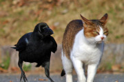 なんで、カラスと猫が並んでるの！？【再】