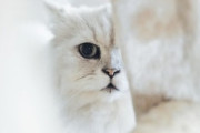 ふわふわ猫をもこもこホイップ泡で洗ってみた結果www「日本の猫って我慢強いのね！」「白くてふわっふわ！」海外の反応
