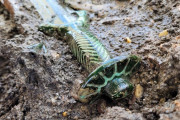 ドイツで発見された３０００年前の剣が話題に！保存状態が良好で輝きは今も健在