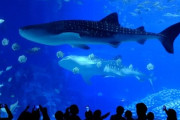 女子の本音「水族館デートとか正直つまらない」←これマジ？