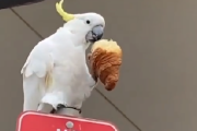 【動画】鳥「クロワッサンうめえ！」?