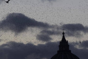 ローマで「死んだ鳥の雨」が降る怪事件発生！ なんじゃこりゃあああああ