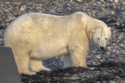 【悲報】ホッキョクグマ激減…気候変動が影響か