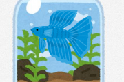 ベタとかいう過酷な環境下で飼育・販売されている観賞魚・・・