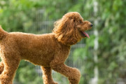 犬飼い始めたけど質問ある？【費用・しつけ】