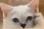 子ネコが前足で自分自身の頬を撫でていた。かわいいなぁ♪ → 猫好きはダマされた…